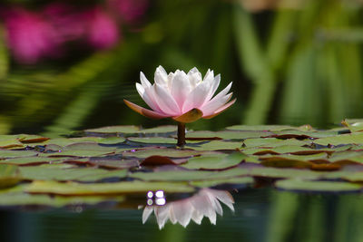 Close-up of pink water lily in lake