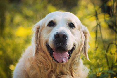 Close-up portrait of dog on field