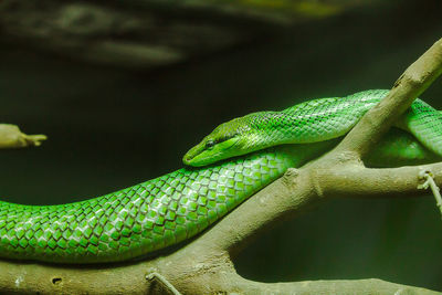 Rat tailed ratsnake the body and head are green. the tail has a reddish brown color, 