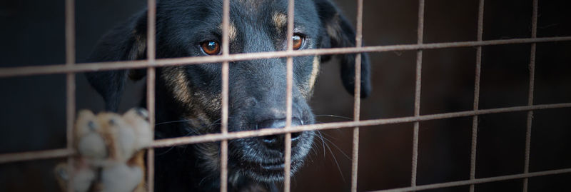 Dog in animal shelter waiting for adoption. dog behind the fences. dog in animal shelter cage.