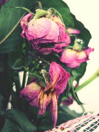 Close-up of pink rose