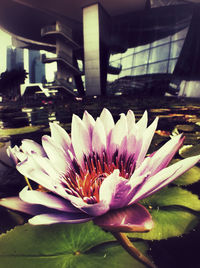 Close-up of lotus water lily in pond