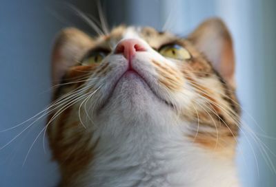 Close-up of cat looking up