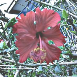 Close-up of flower blooming outdoors