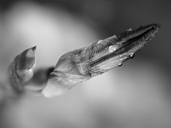 Close-up of raindrops on flower petal