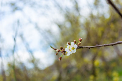 plant