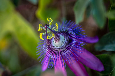 Close-up of purple flower blooming outdoors