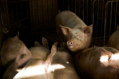 Pigs in animal pen on sunny day