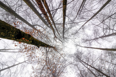 Low angle view of bare trees against sky