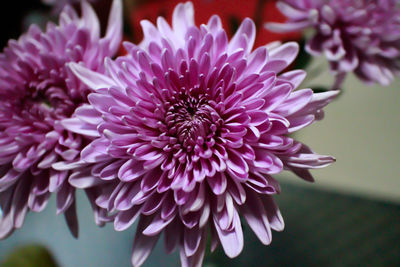 Close-up of pink flower blooming outdoors