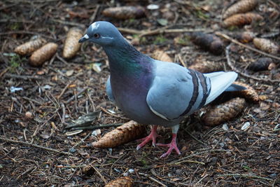 Close-up of pigeon perching on field