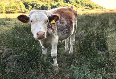 Portrait of cow standing on field