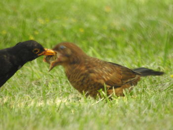 Bird on grassy field