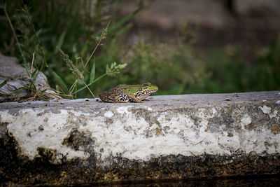 View of a lizard on rock
