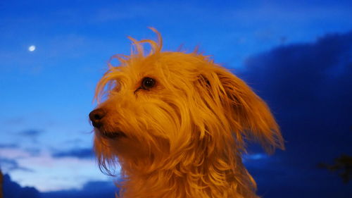 Close-up of a dog looking away against blue sky