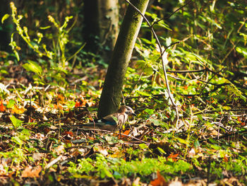 View of bird on field