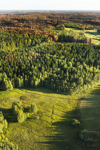 Dead trees in forest