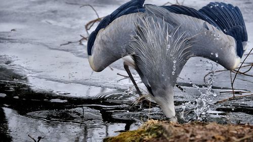 Close-up of birds in lake