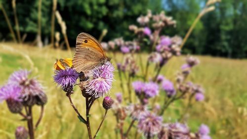 Close-up of butterfly pollinating on purple flower