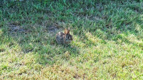 High angle view of cat on grassy field