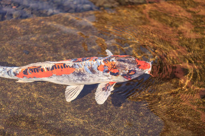 High angle view of fish swimming in water