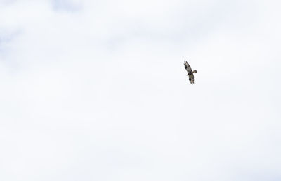 Low angle view of bird flying in sky