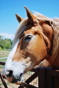 Close-up of horse in stable