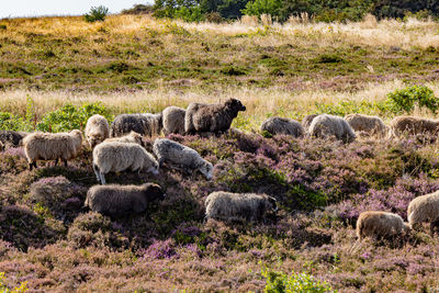 View of sheep on field