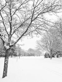 Bare trees on snow covered landscape