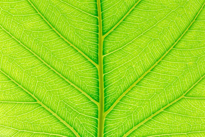 Full frame shot of green leaves