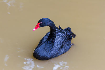 Black swan swimming in lake