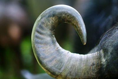 Extreme close up of human eye