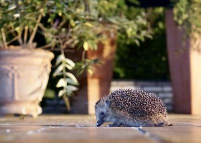 Close-up of hedgehog on terrace