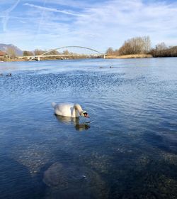 View of duck swimming in river