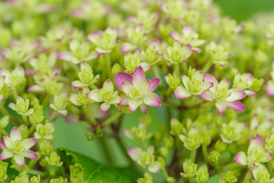 Close-up of purple flowering plants