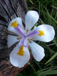 Close-up of crocus flowers