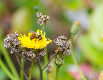 Close-up of flowers