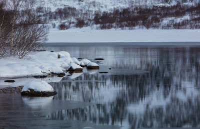 Swans on frozen lake during winter