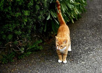 Portrait of young woman walking cat