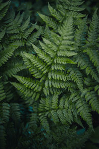 High angle view of fern leaves