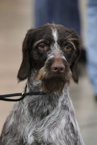 Close-up portrait of dog looking at camera