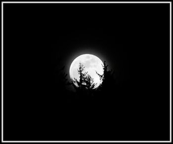 Low angle view of silhouette tree against moon at night