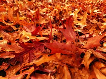 Full frame shot of dry maple leaves