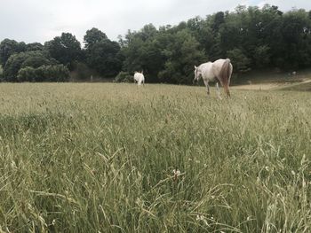 Horses grazing on field against sky