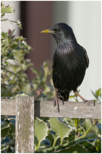 Close-up of bird perching on wooden post