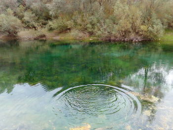 Reflection of trees in lake