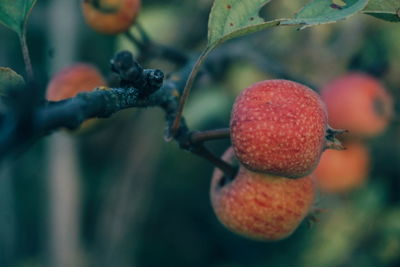 Close-up of rowanberries growing on plants