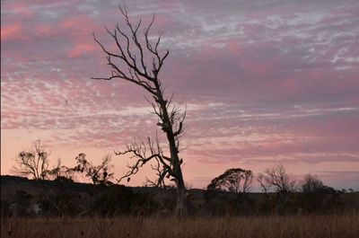 Silhouette bare tree on field against sky during sunset