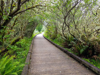 Footpath amidst trees in forest