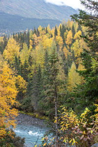 Trees growing in forest during autumn